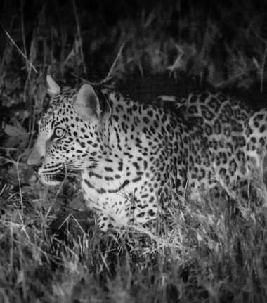 Machaba Camp   Botswana   Wildlife Stories   July 2022   CTA   Experiences   Night Drives Machaba Camp   Botswana   Wildlife Stories   July 2022   CTA   Experiences   Night Drives