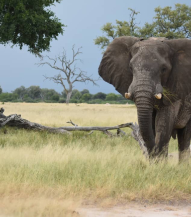 Machaba Safaris   Verneys Camp   Wildlife Sightings   May 2025   Elephant Machaba Safaris   Verneys Camp   Wildlife Sightings   May 2025   Elephant