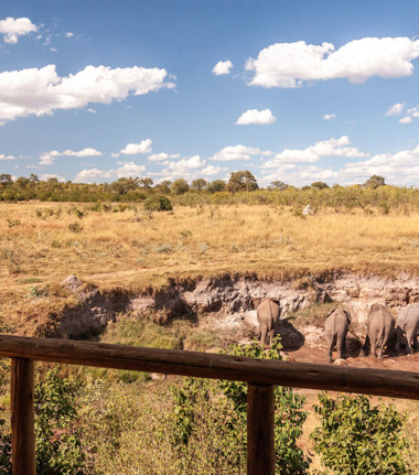 Zimbabwe Hwange Deteema Springs Sightings June 2021 Elephant Herd Zimbabwe Hwange Deteema Springs Sightings June 2021 Elephant Herd