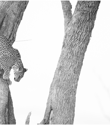 Machaba Camp Botswana Okavango Delta Little Machaba Camp Cheetah Sightings October 2019