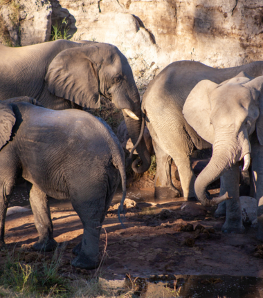 Machaba Zimbabwe Deteema Springs Sighting February 2020 Hwange Cta Machaba Zimbabwe Deteema Springs Sighting February 2020 Hwange Cta