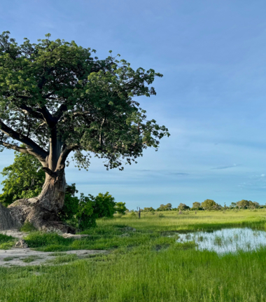 Machaba Kiri Camp Wildlife Sightings February 2025 Cta Lush Landscape In Botswana