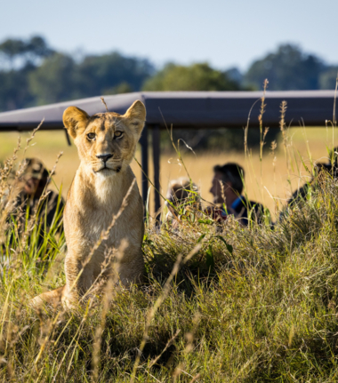Machaba Monachira Camp Wildlife Sightings May 2025 Lion Spotting On Safari
