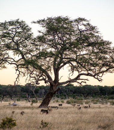 Machaba Deteema Springs Camp Wildlife Sightings July 2025 Marula Tree