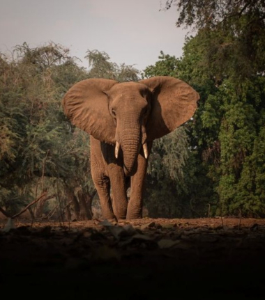 Mana River Camp Machaba Safaris Elephant Sighting Mana River Camp Machaba Safaris Elephant Sighting