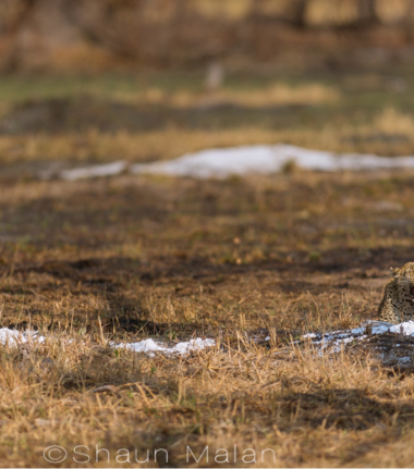 Machaba Camp Botswana Okavango Delta Little Machaba Camp Leopard Warthog Sightings August 2019