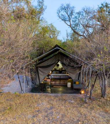 Machaba Camp Wildlife Sightings October 2024 Suites Machaba Camp Wildlife Sightings October 2024 Suites