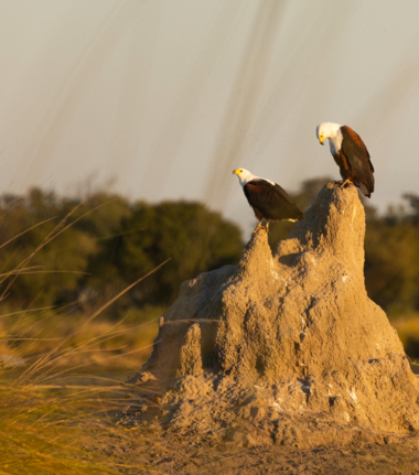 Machaba Monachira Camp Wildlife Sightings Decemberr 2025 African Fish Eagle
