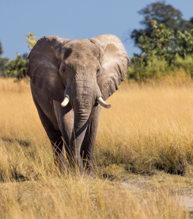 Machaba Monachira Camp Wildlife Sightings February 2026 Elephant On Safari