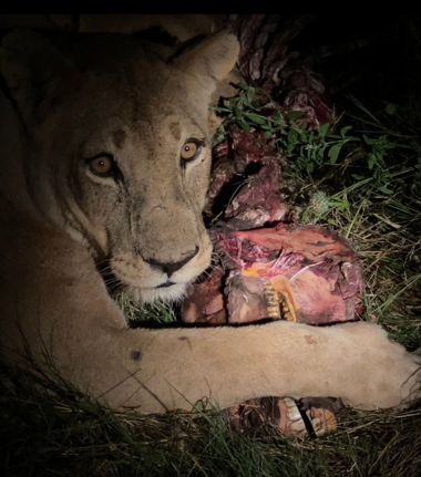 Machaba Camp Wildlife Sightings March 2026 Lioness Feeding At Night