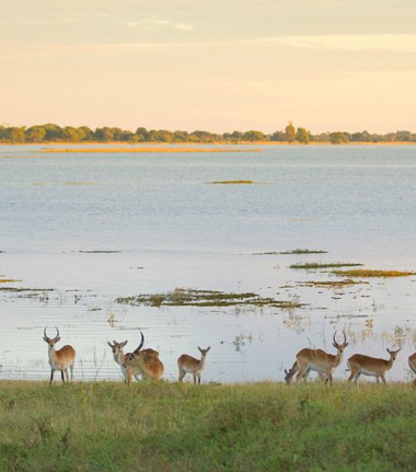 Machaba Ngoma Safari Lodge Wildlife Sightings August 2026 Chobe National Park