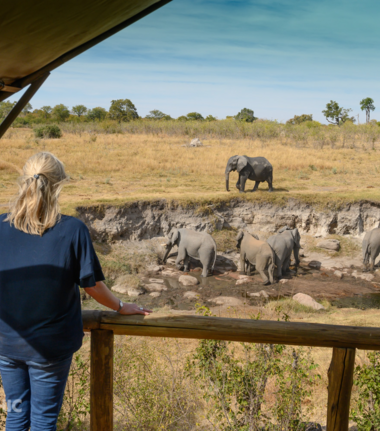 Machaba Deteema Springs Camp Wildlife Sightings June 2026 Elephant Sighting In Front Of Camp