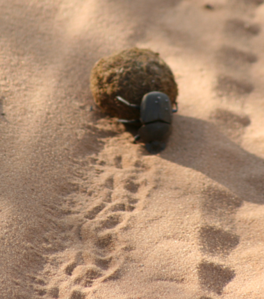 Machaba Ngoma Safari Lodge Wildlife Sightings August 2026 Dung Bettle