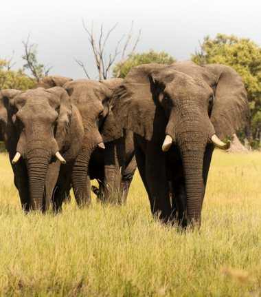 Okavango Machaba Safaris Okavango Machaba Safaris