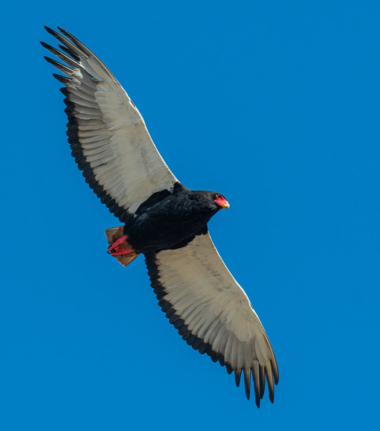 Machaba Monachira Camp Wildlife Sightings June 2025 Bateleur In Flight
