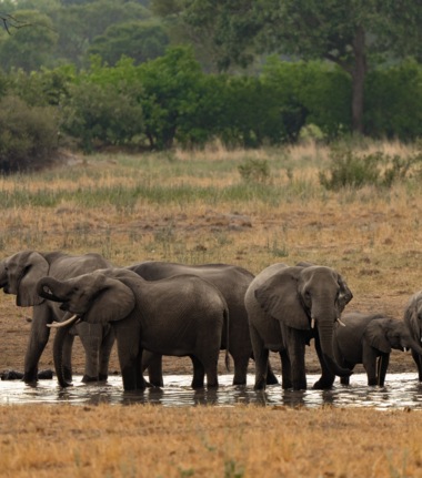 Machaba Kiri Camp Wildlife Sightings Decemberr 2025 Elephants In Watering Hole