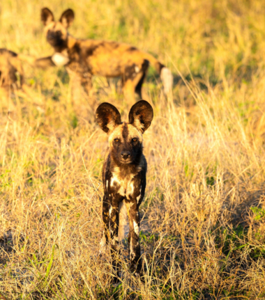 Machaba Safaris Okavango Delta Fly In Wild Dog