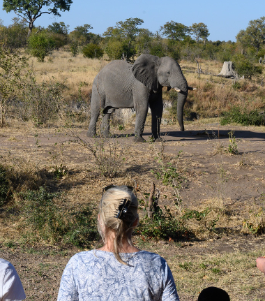 Elephant spotted on walking safari Elephant spotted on walking safari