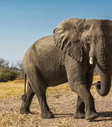 Machaba Camp Wildlife Sightings January 2025 Elephant