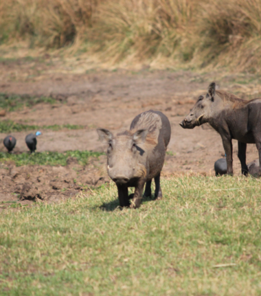 Machaba Ingwe Pan Camp Wildlife Sightings June 2026 Warthogs In Mana Pools