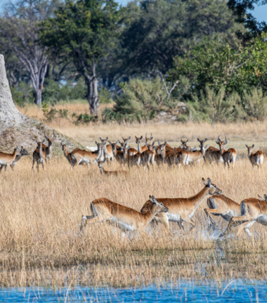 Machaba Monachira Camp Wildlife Sightings July 2025 Impala Herd Machaba Monachira Camp Wildlife Sightings July 2025 Impala Herd