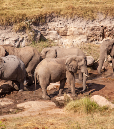 Machaba Deteema Springs Camp Wildlife Sightings September 2025 Elephants In Front Of Camp Machaba Deteema Springs Camp Wildlife Sightings September 2025 Elephants In Front Of Camp