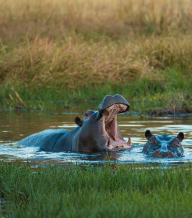 Machaba Camp Wildlife Sightings July 2026 Hippos In The Okavango Delta