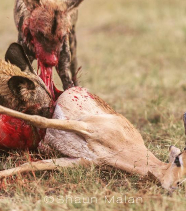 Botswana Okavango Delta Machaba Camp Wild Dogs And Springbok Sightings 2017 December Botswana Okavango Delta Machaba Camp Wild Dogs And Springbok Sightings 2017 December