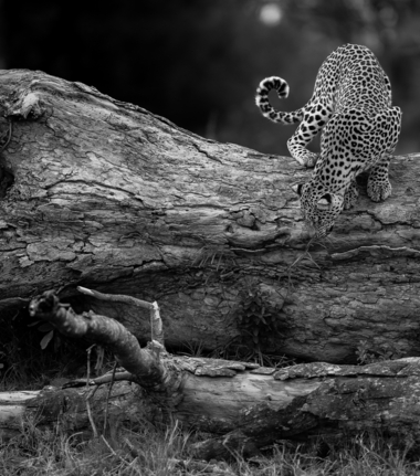 Machaba Safaris International Travel Award Nomination Cta Abundant Wildlife