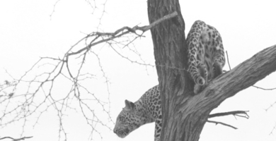 Machaba Botswana Okavango Delta Gomoti Plains Leopard 2 Sightings May 2018 Machaba Botswana Okavango Delta Gomoti Plains Leopard 2 Sightings May 2018