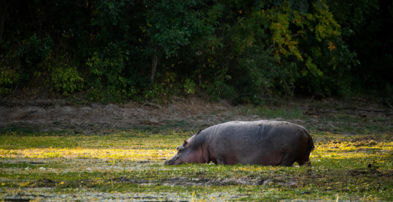 Machaba Zimbabwe Ingwe Experiences Wildlife Hippo Grazing