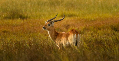 Machaba Botswana Okavango Delta Little Machaba Gallery Wildlife