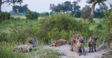 Machaba Safaris Web Kiri Camp Gallery Activities Heyna Den