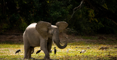 Machaba Zimbabwe Ingwe Experiences Elephant In Marsh