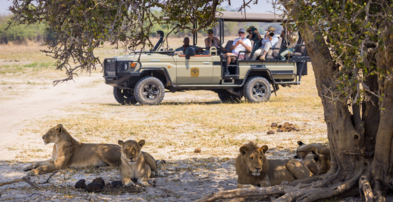 Web Machaba Ngoma Lodge Gallery Experience Safari Lions