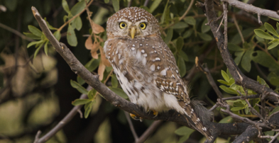 Machaba Web Botswana Gomoi Private Experience Bird Pearl Spotted Owlet