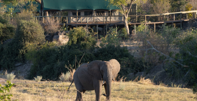 Machaba Zimbabwe Deteema Experiences Wildife Elephant In Front Of Lodge