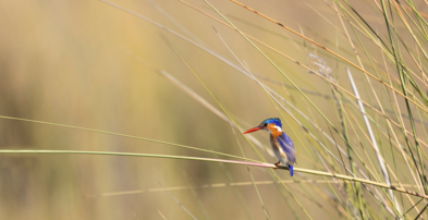 Machaba Web Monachira Camp Experience Wildlife Birding