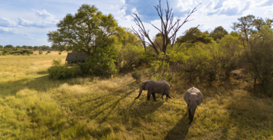 Machaba Web Botswana Little Machaba Family Room Tent Elephants Wildlife Machaba Web Botswana Little Machaba Family Room Tent Elephants Wildlife