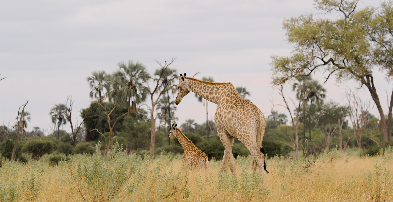 Machaba Web Botswana Gomoi Private Experience Wildlife Giraffe