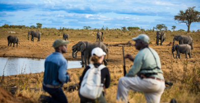 Machaba Zimbabwe Verneys Camp Experience Walking Safari Machaba Zimbabwe Verneys Camp Experience Walking Safari