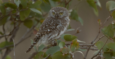 Machaba Zimbabwe Deteema Experiences Wildlife Birding Pearl Spotted Owl