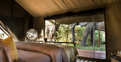 Machaba Safaris Web Botswana Gomoti Camp Family Room Wildlife