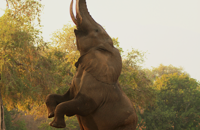 4 Elephant 4 Elephant