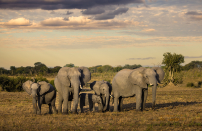 Machaba Zimbabwe Hwange Destination Elephant Herd Machaba Zimbabwe Hwange Destination Elephant Herd