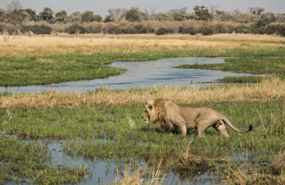 Machaba Camps 42 Machaba Camps 42