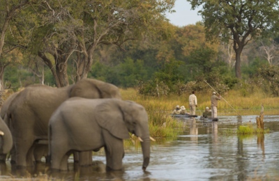 Web Machaba Safaris Secret Season Mokoro Elephant Web Machaba Safaris Secret Season Mokoro Elephant