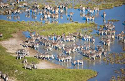 Web Machaba Safaris Secret Season Experience Wildlife Zebra Web Machaba Safaris Secret Season Experience Wildlife Zebra