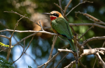 Web Machaba Safaris Secret Season Wildlife Birding White Fronted Bee Eater Web Machaba Safaris Secret Season Wildlife Birding White Fronted Bee Eater