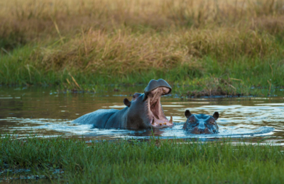 Machaba Camps 67 Machaba Camps 67